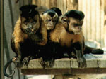 monkey friends